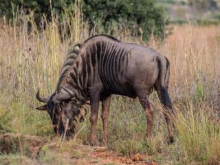 Minara Private Boutique Game Lodge - 3