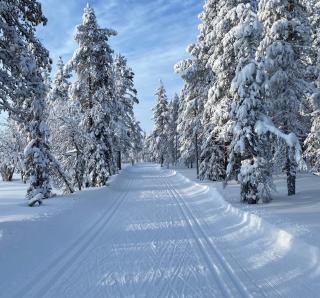 Atmospheric log cabin by the ski tracks - 4