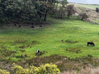Rustic Valley Cabin at Animal Rescue Sanctuary - 3