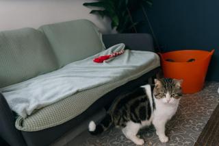 Rustic Valley Cabin at Animal Rescue Sanctuary - 6