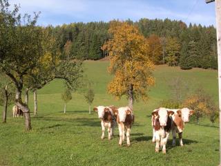 Ferienhaus Lenzau - 3