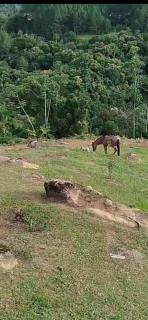 Chalé Salto Donner - 8