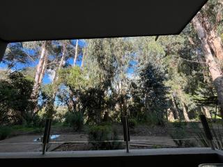 Bosque y mar de Papudo - 6