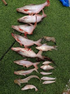 Rumah Rakit Bangau Parit Temerloh - 1