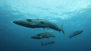 Manta Queen Similans Snorkel Cruise - 8