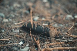 Ferienhaus Tipi 365 - strandnahes Ferienhäuschen mit Terrasse und kostenfreier Nutzung des AHOI!-Schwimmbades in Sellin - 6