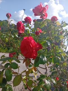 La clématite d olt - 5