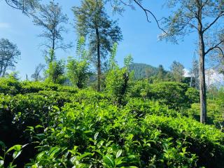 Nine Arch Eco Villa Ella - 2