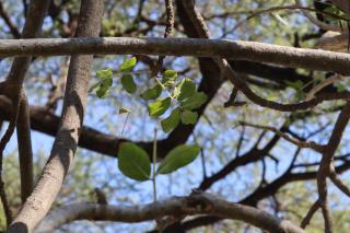 Mongwe Safari Camp - 9