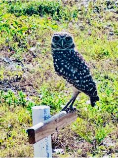 Cape Coral Seascape - 8