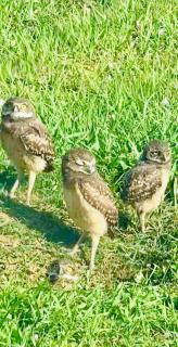 Cape Coral Seascape - 1