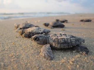 TC5540: 5540 Turtle Cove - 2