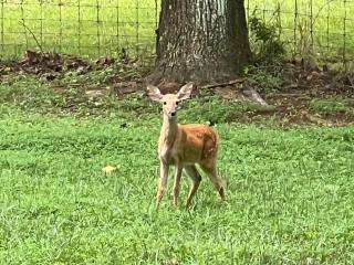 Badby Wood Farmhouse 3BR 3BA Fauquier County - 7