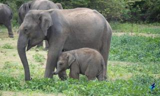 Nature's peak Udawalawa - 8