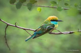 Nature's peak Udawalawa - 5