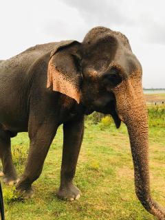 Nature's peak Udawalawa - 4