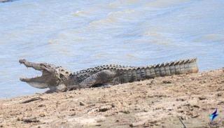 Nature's peak Udawalawa - 3