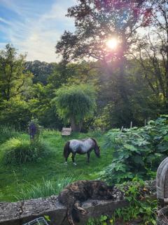 Ferienhaus Siegstrand mit Flusszugang - 9