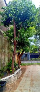 Brick & Wall Home stay - 5