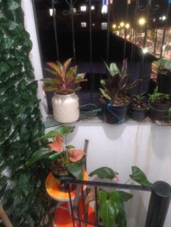 AP COP 30 Augusto Montenegro - 1