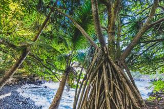 Keauhou Palena Condo- Golf Course Views & Beach Access - 4