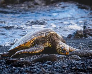 Keauhou Palena Condo- Golf Course Views & Beach Access - 1