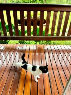 Chalés Aguas Serenas - 2