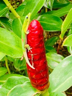 Kona Islander Inn Condos - 2