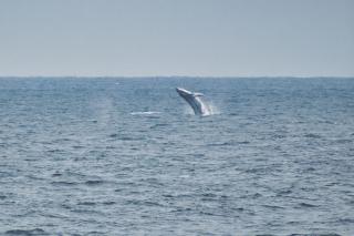 Jardines del mar - 4