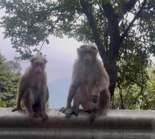 Casa Nube Resort Munnar - 1