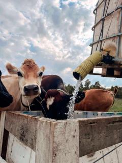 Resta farm bondgårdshotell - 2