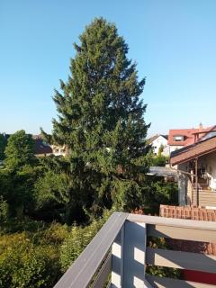 Wohnung nähe Heidelberg für 4 Personen mit großer Terrasse - 3