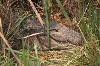 Chitwan Jungle Safari Home Stay - 8