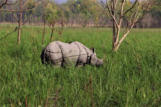 Chitwan Jungle Safari Home Stay - 6