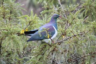 Tui Hideaway - Invercargill - 9