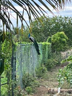 Blue Wild - Yala - Plastic Free & Sustainable - 7