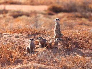 AfriCamps Klein Karoo - 5