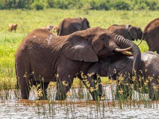 AfriCamps at White Elephant Safaris - 8
