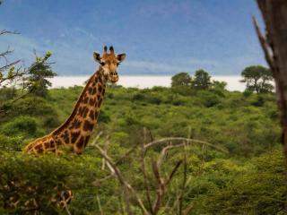 AfriCamps at White Elephant Safaris - 4