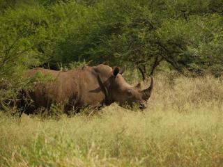 AfriCamps at White Elephant Safaris - 2