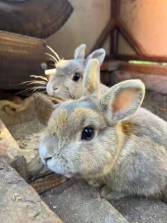 Pousada Maibe Amanhecer na Serra - 8