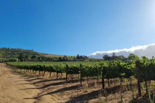 Luxury Vineyard Farmstay Flatlets, Somerset West - 9