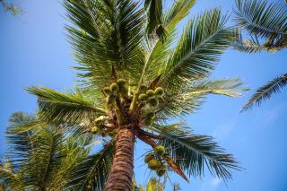 Green Organic Villas - 1