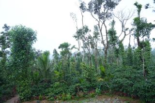 Coffee hills Homestay- near etthina buja, devaramane, bettadhabiraveshvara temple - 6