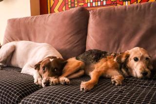 Red Monkey Hostel Barra Funda - 9