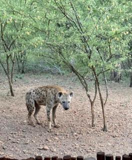NIANI HYENA chalet - 3