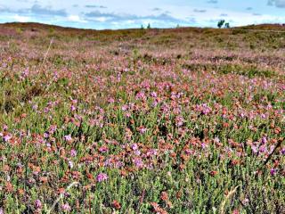 Beachfront Bungalow Bliss - By Traum Ferienwohnungen - 8