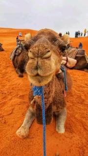 Merzouga Dunes Luxury Glamping Camp - 8