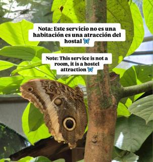 Hostal Las Mariposas Minca - 9