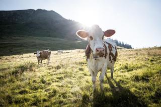 Tiroler Bergzeit - 3